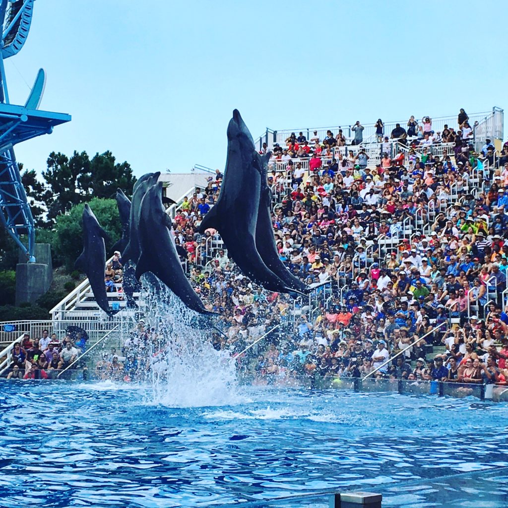 SeaWorld-San-Diego-768x1024 Things To Do In SeaWorld San Diego