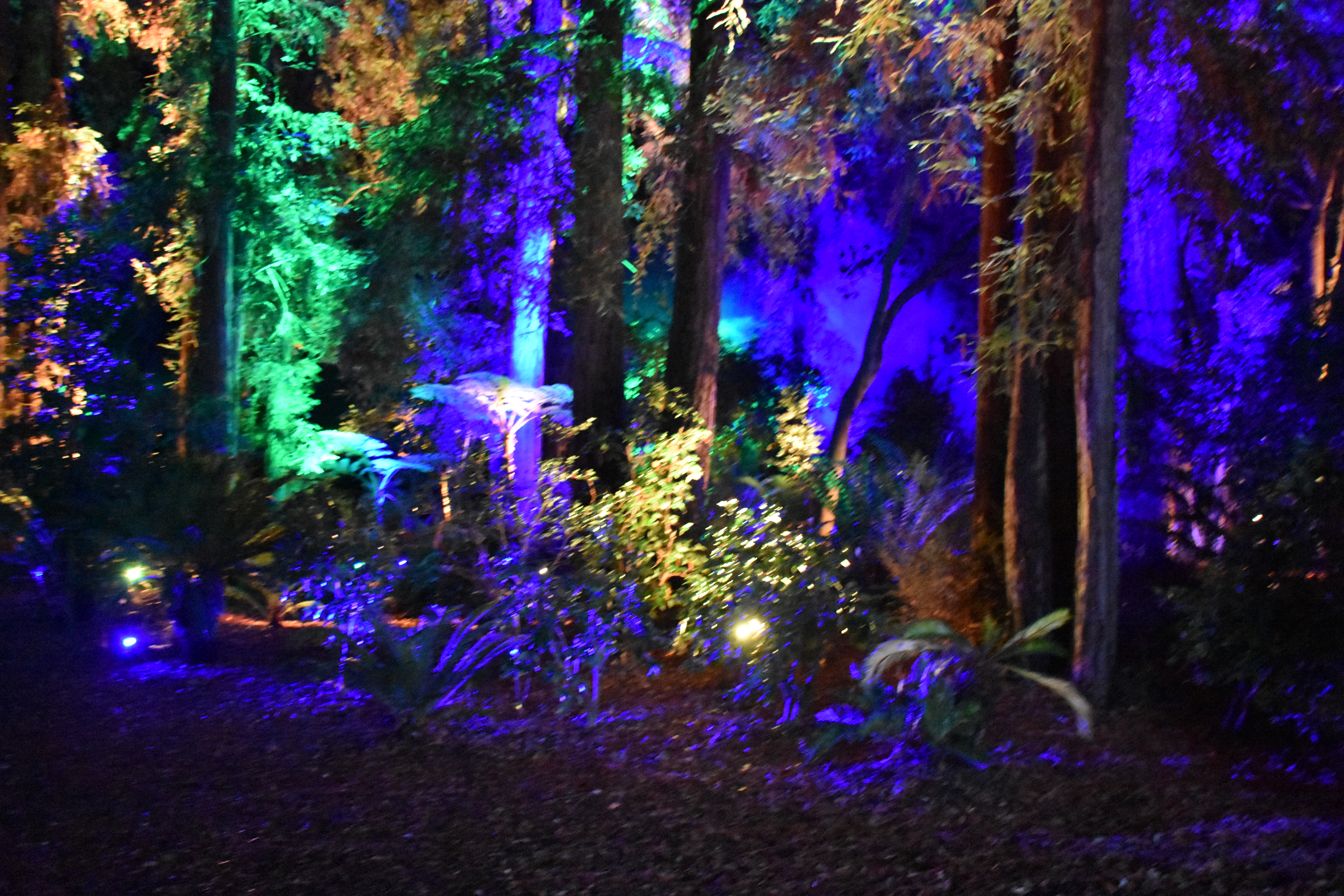 Experience Enchanted Forest Of Light At Descanso Gardens Free And For Me