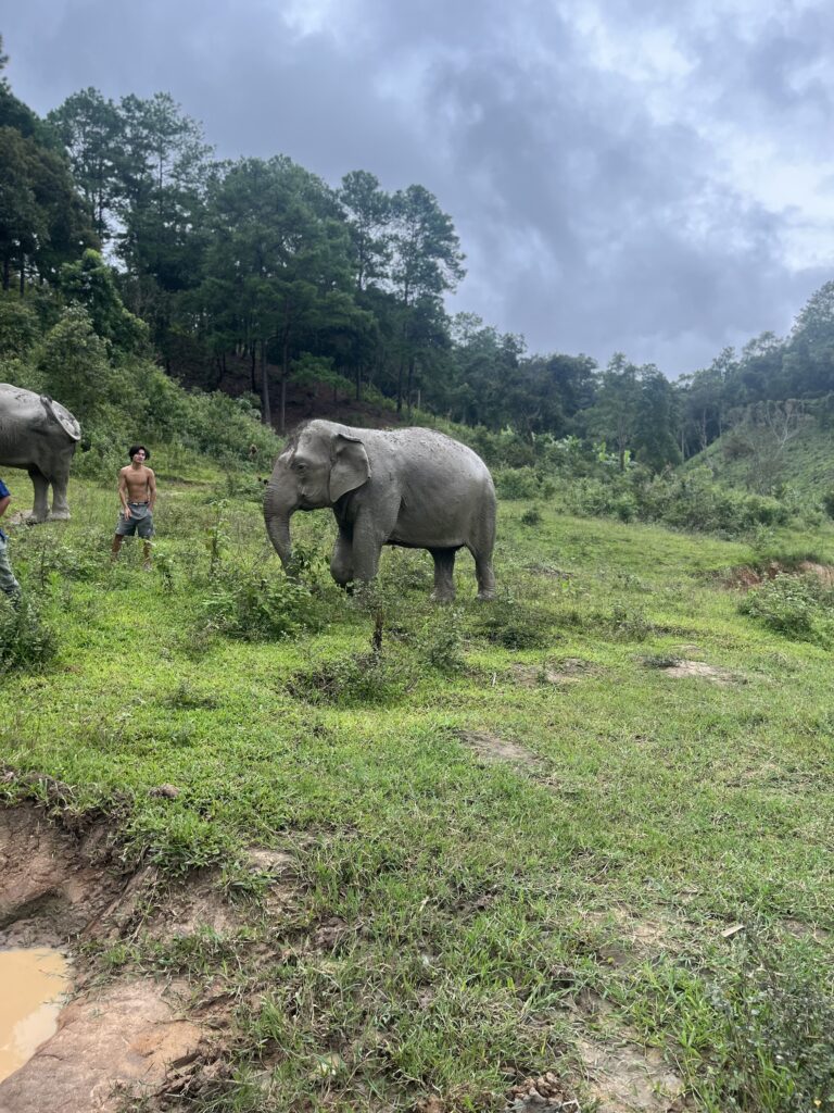IMG_4879-768x1024 Ethical Elephant Sanctuary in Chiang Mai Mountains